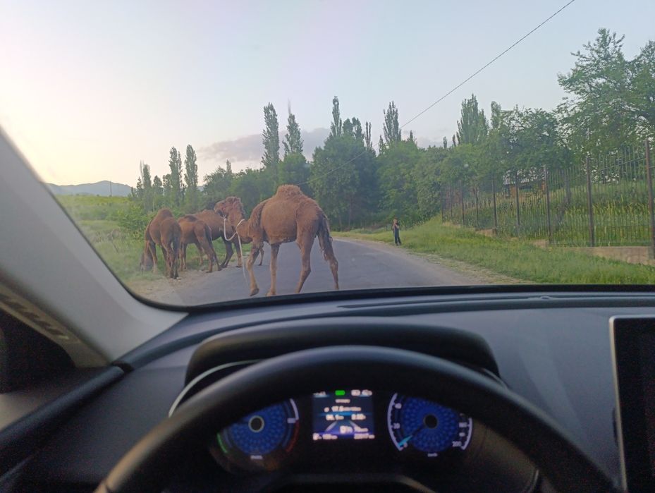 Biznes taksi xizmati koʻrsatish Toqqa taxi услуги текст в гори Toqa