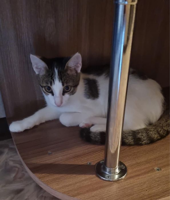 Ищем дом для котика