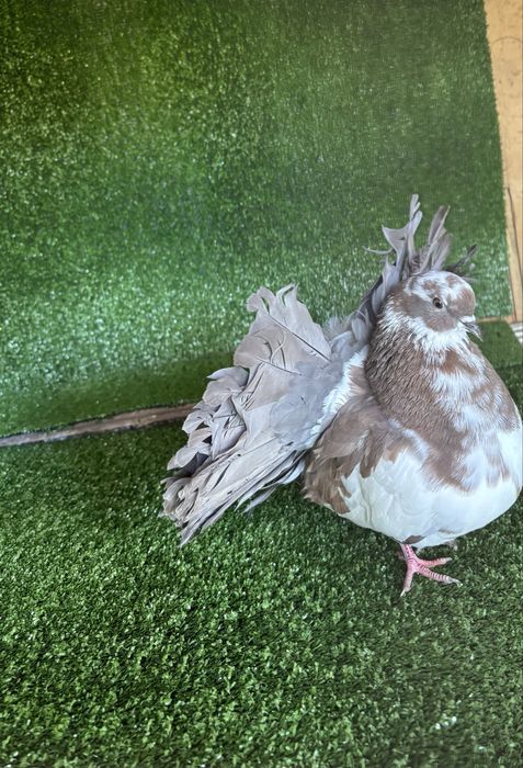 Продавам женски гълъб