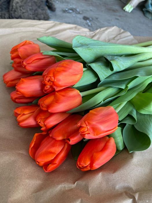 Принимаем предзаказы на тюльпаны