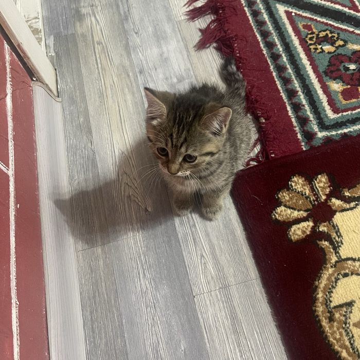 Отдам котят в добрые руки