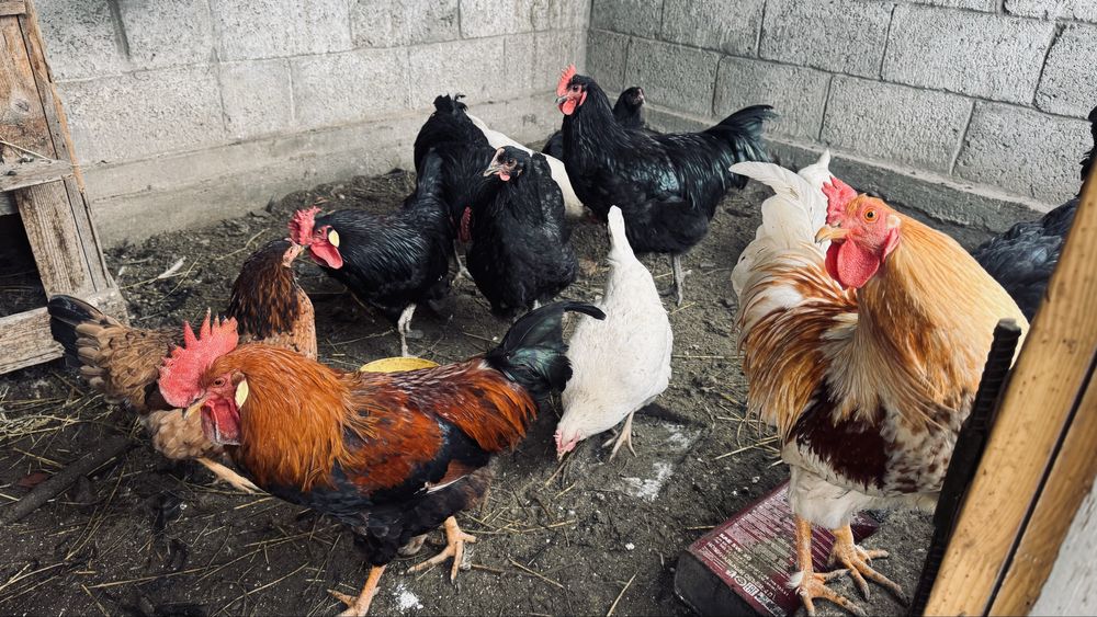 Әтештер сатылат жас 5000мыңнан.