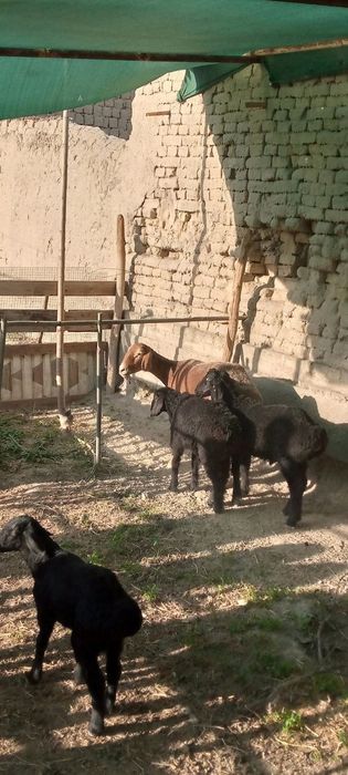 Тозза арашан егиз тугадиган куй сотилади