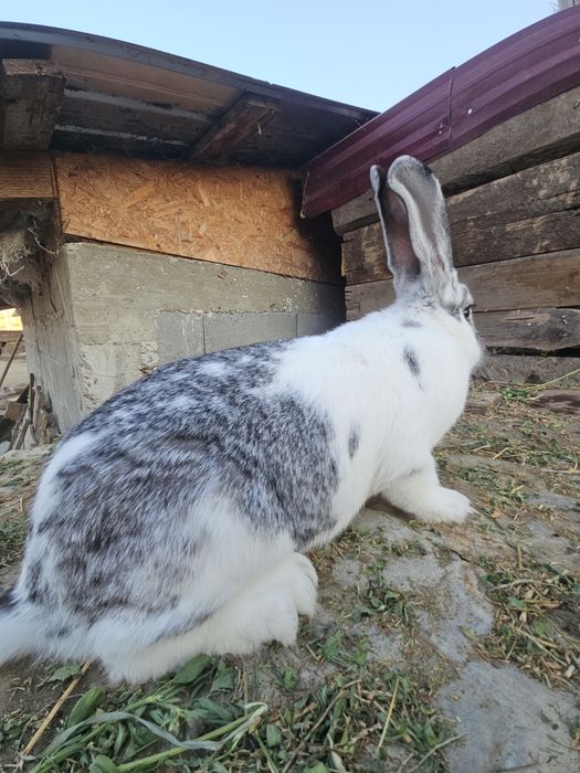 Iepure mascul metis 4,2 kg – 1 an, sănătos – 99 lei