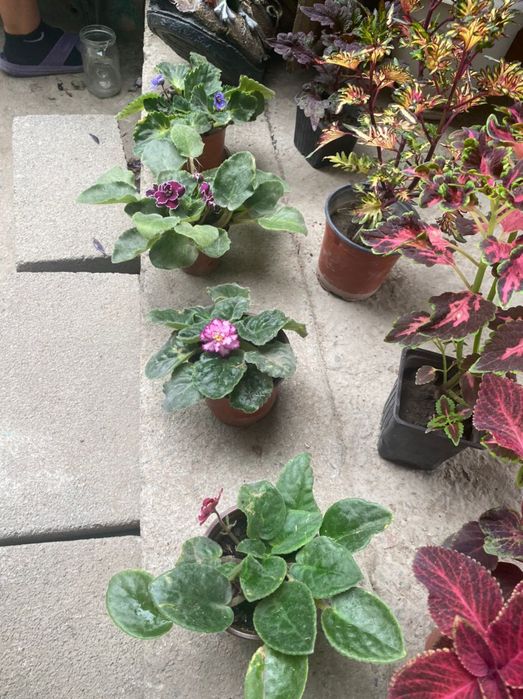 Цветы.  Фиалки   от 800 тг