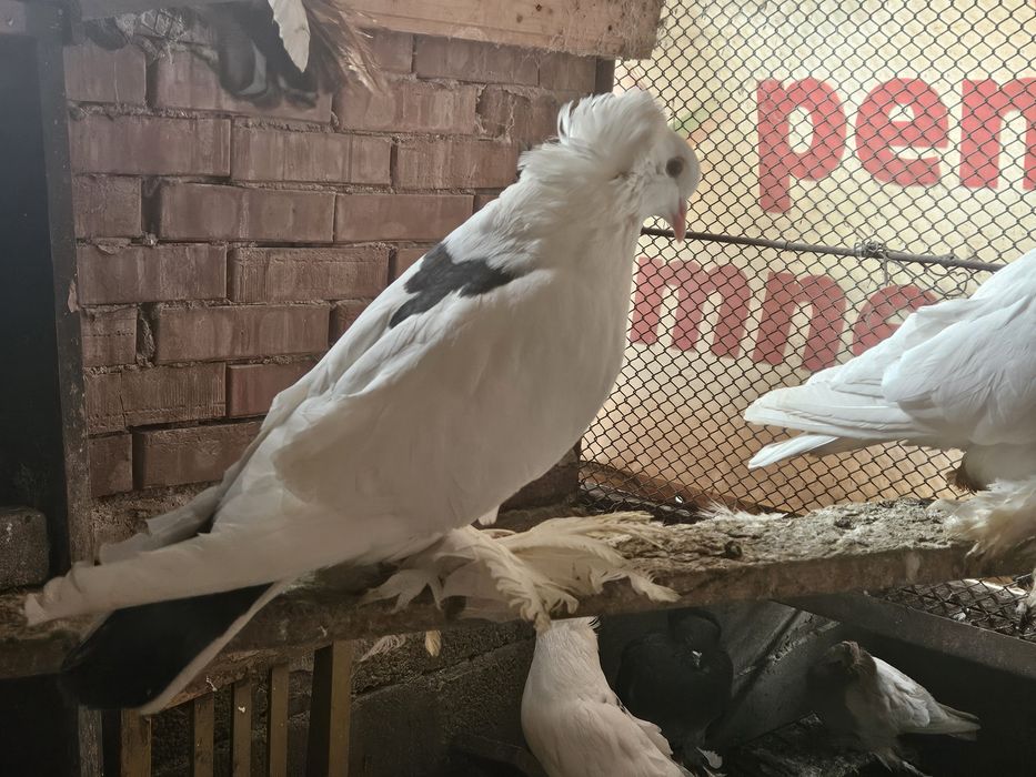 Porumbei uriasi magheari