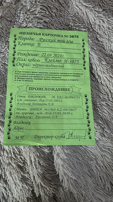 Вязка Той терьера
