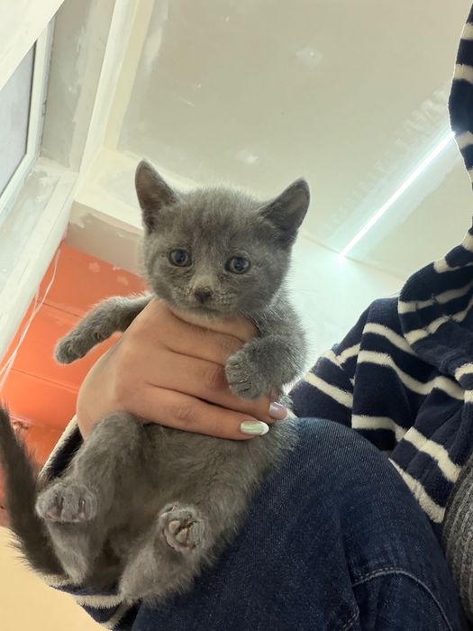 Котки шотландски клепоухи