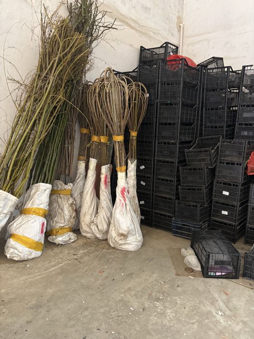 Тутовник зонтиковый