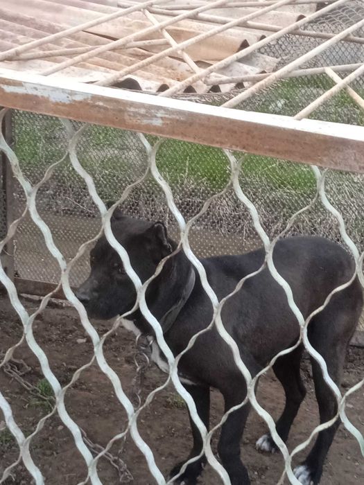 Urg'ochi pitbull it sotiladi