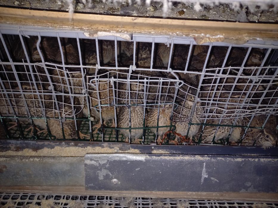 Vând pui de prepelite