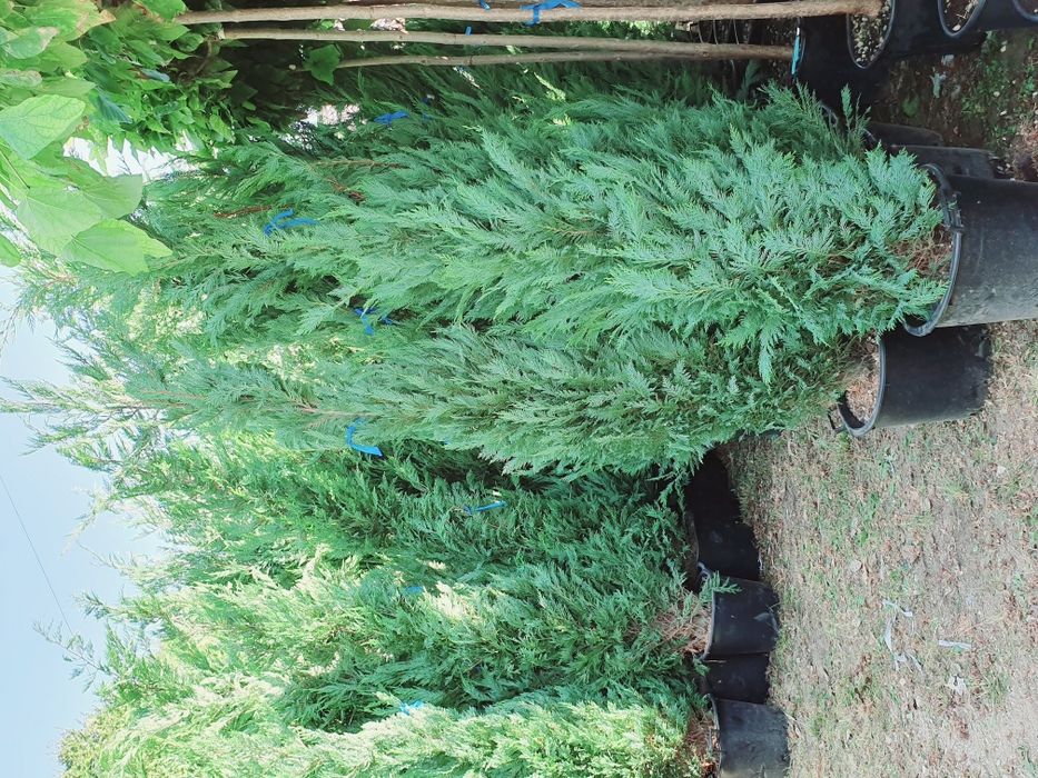 Tuia leylandii, gard viu, poze reale, pret minim.