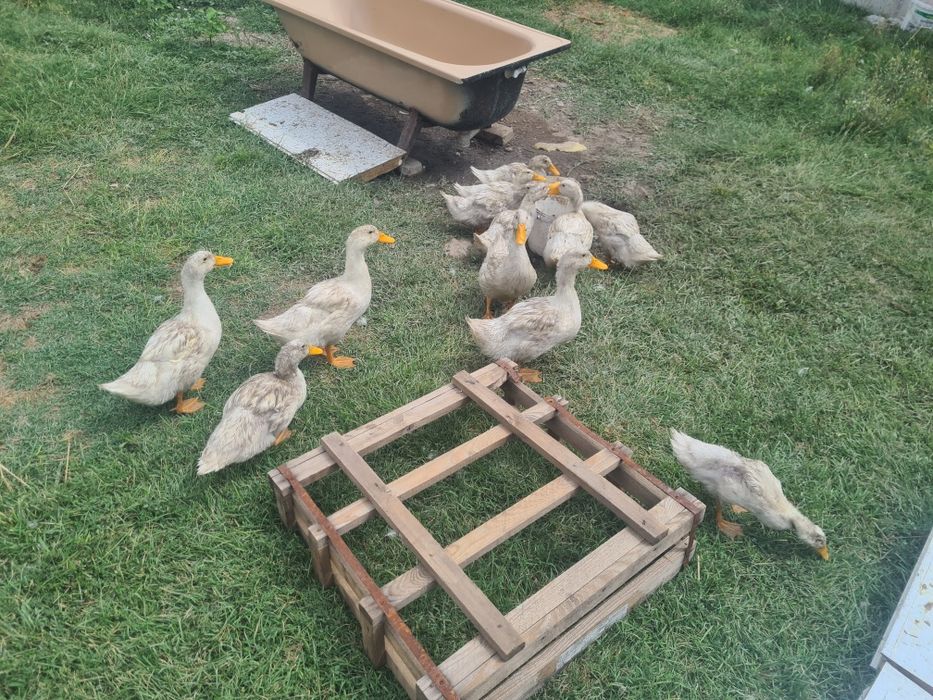 продам утки молодые