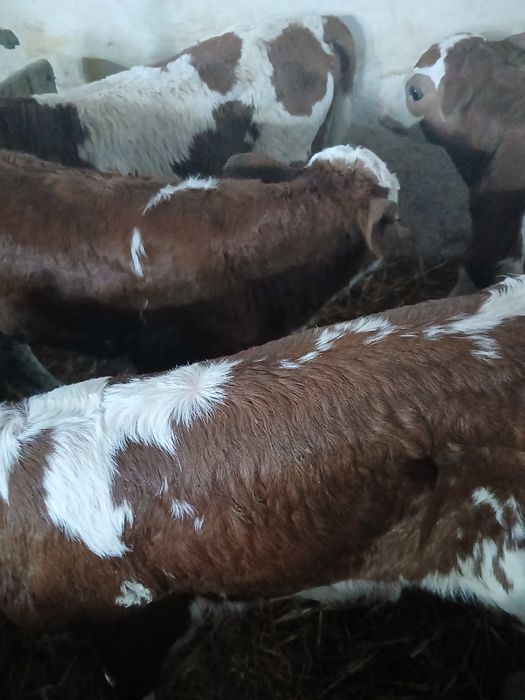 Taurasi si vitea baltati