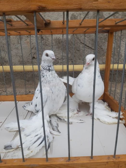 Голуби Голуби  голуби