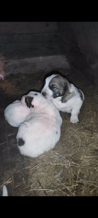 Щенки алабая. 20 дней.