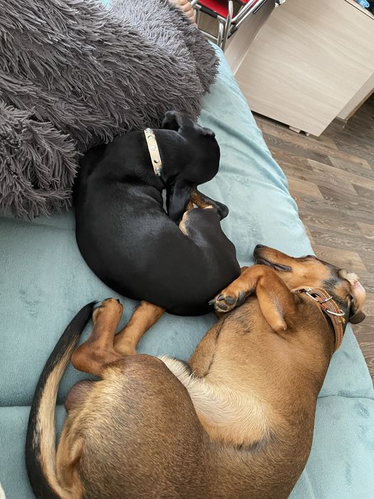 Продажа щенков такс 1 месяца