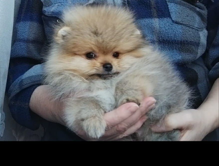 Померанский шпиц