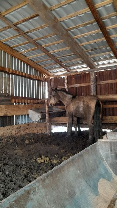 Құнан асау,жеребчик не обученый.