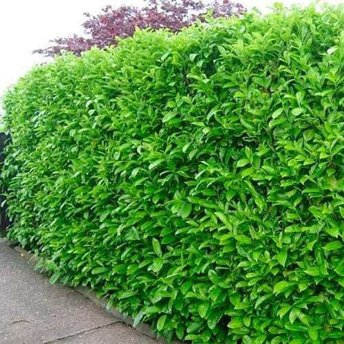 Лавровишна (Prunus laurocerasus)-30-40см