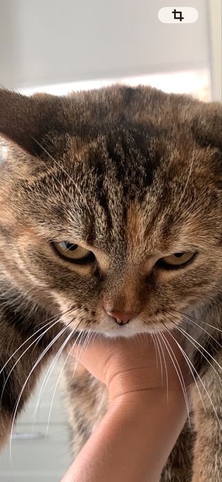 Пропала кошка, рынок, карева