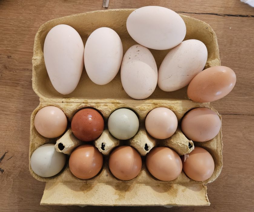 Vand oua : gaina, curca, rata, gasca