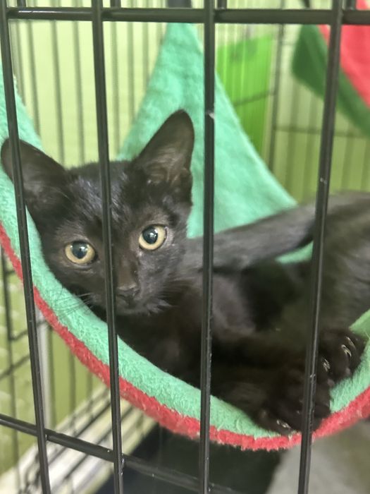 Котик Миша в добрые руки