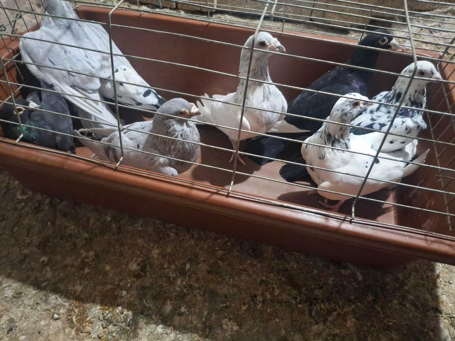 Продавам 7 двойки гълъби