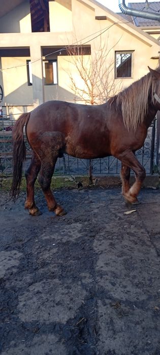 Vând armasar în vârstă de 3 ani!!!