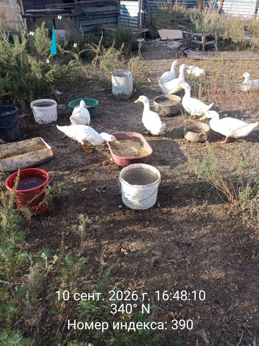 Продам  уток стар 53