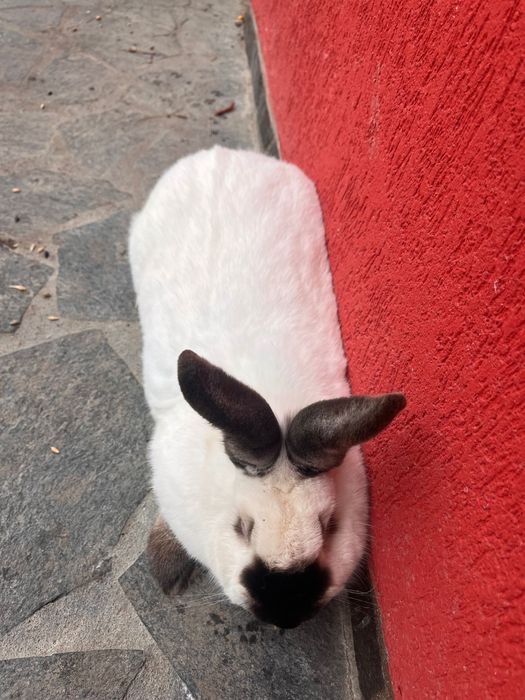 femelă californian!