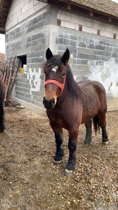 Manz si manza de vanzare