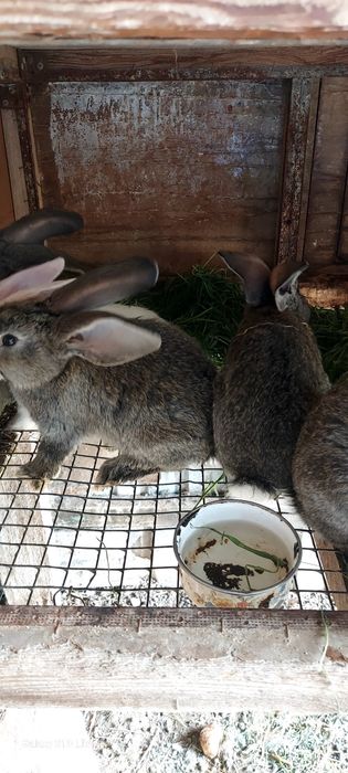 Срочна продам кролчят ,есть большие самки