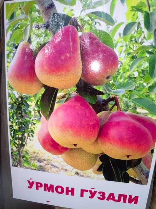 Mevali dekarativniy kochatlar Olma, Nok , Gilos ,Uzum avatar boshqalar