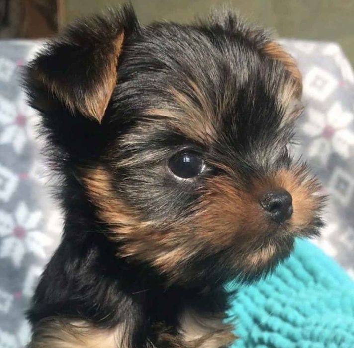 Yorkshire terrier talie mica