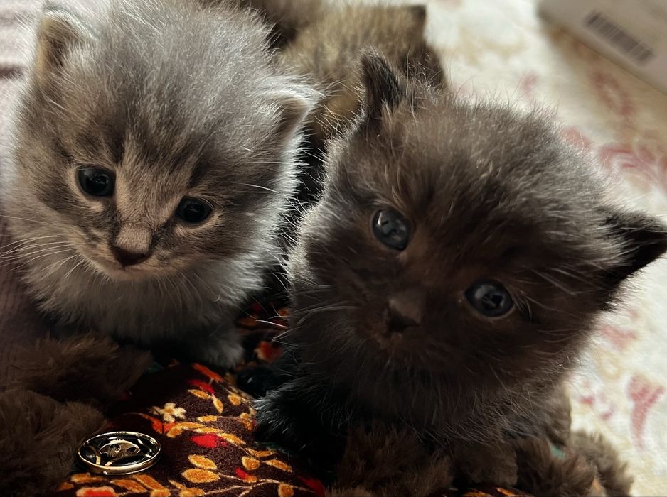 отдам котят в добрые руки
