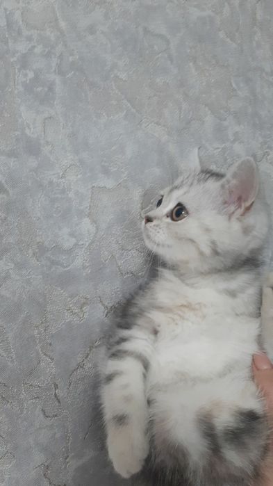 Возьму к себе в гости вашего питомца на долгий и короткий срок.