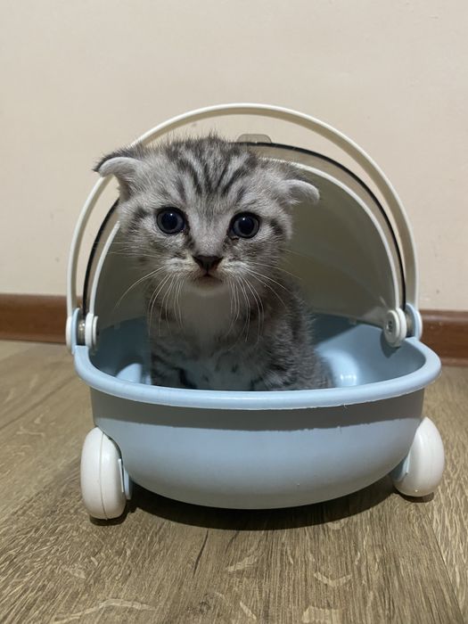 Котенок вислоухий мальчик