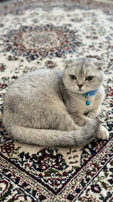 Scotish fold-Silver chinchilla mushuk srochni sotiladi