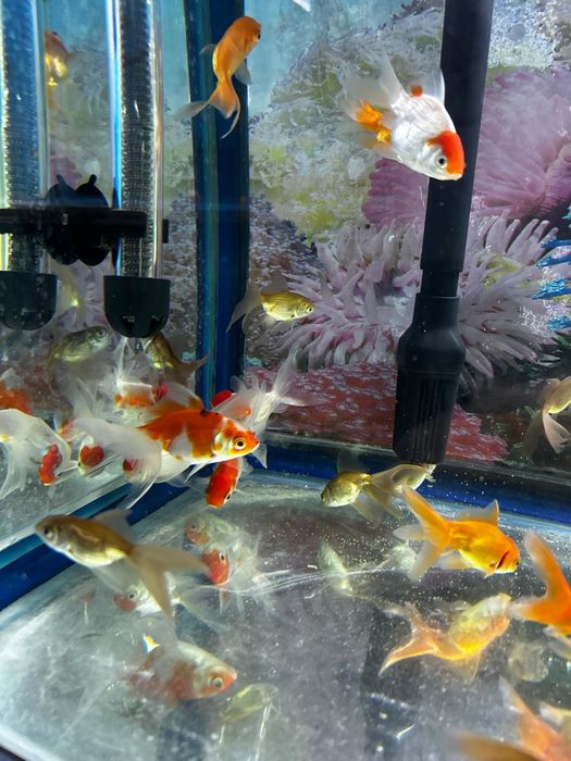 Аквариумные рыбки