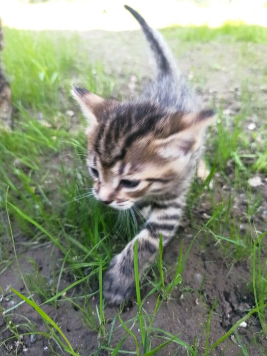 Отдам котят бесплатно