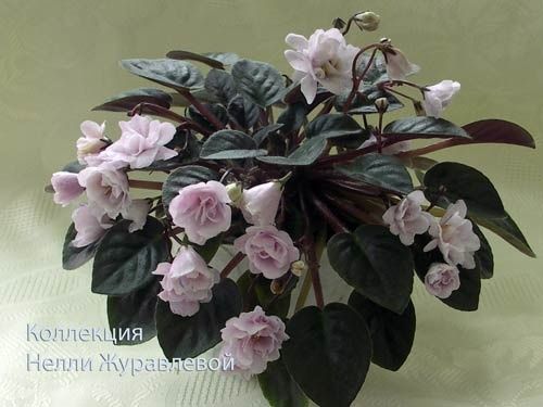 Продам фиалки (трейлеры)