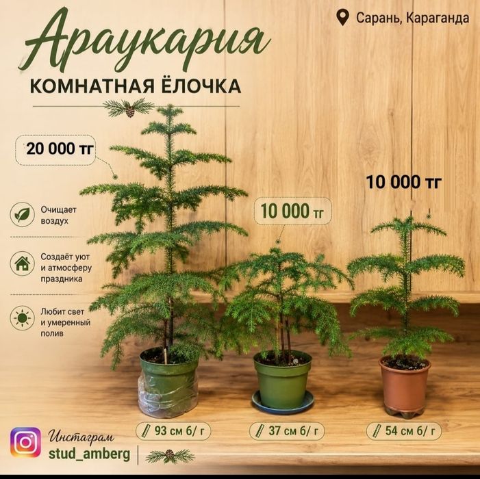 Стрелиция,Нолина,гиппеаструм,араукария,антуриум