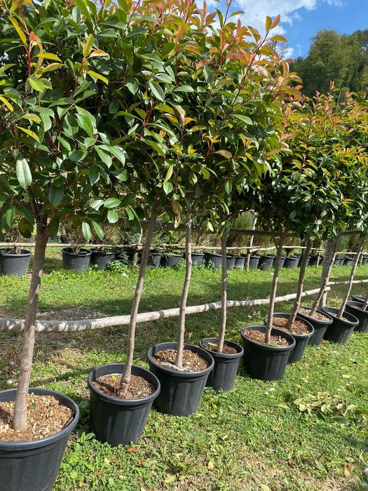 Arbuști Decorativi pentru Amenajări Exterioare