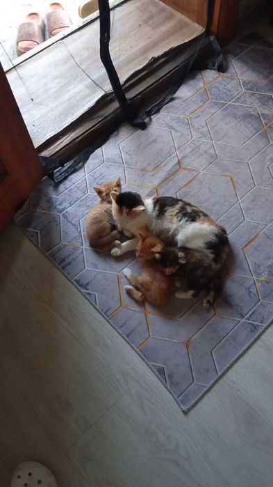 Срочно отдам котят