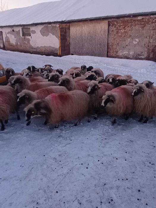 Oi gestante tinere și selectate