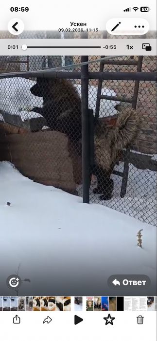 Продам кавказскую овчарку