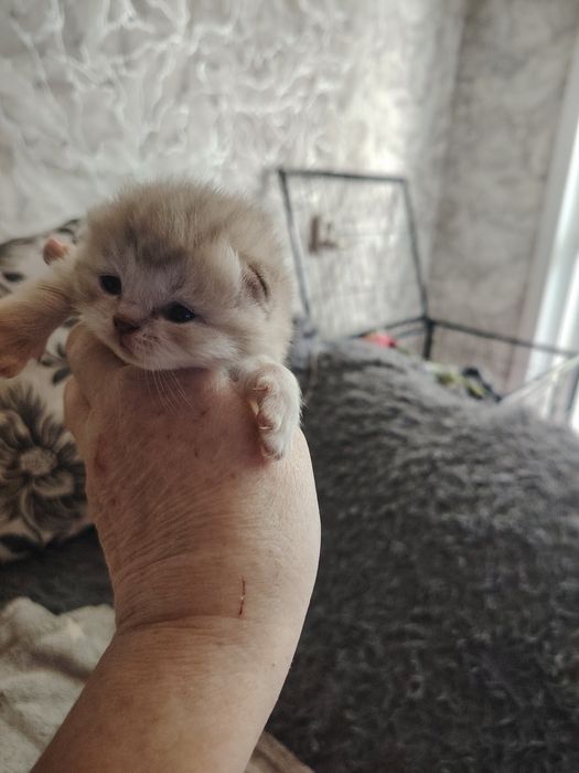 Шотландские малыши
