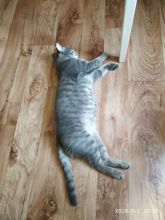 Нашли кота ,   вернем  хозяину