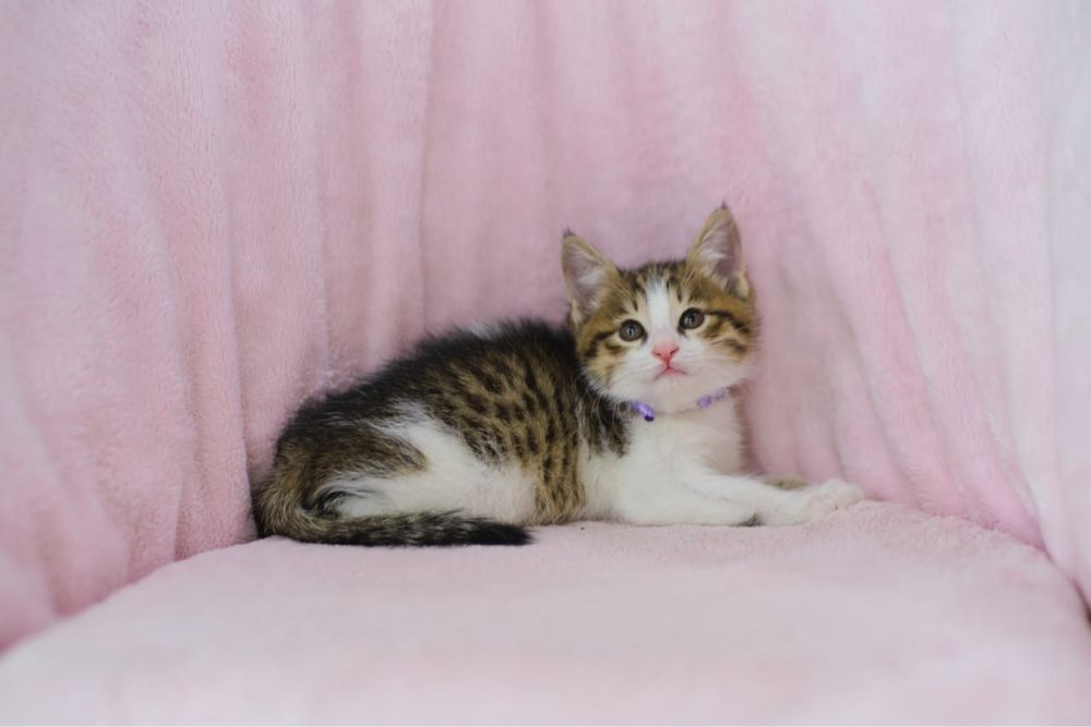 Европейские короткошерстные котята